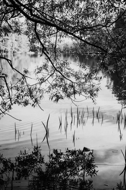 Peaceful monochrome image of a lake with tree reflections creating a calming scene.
