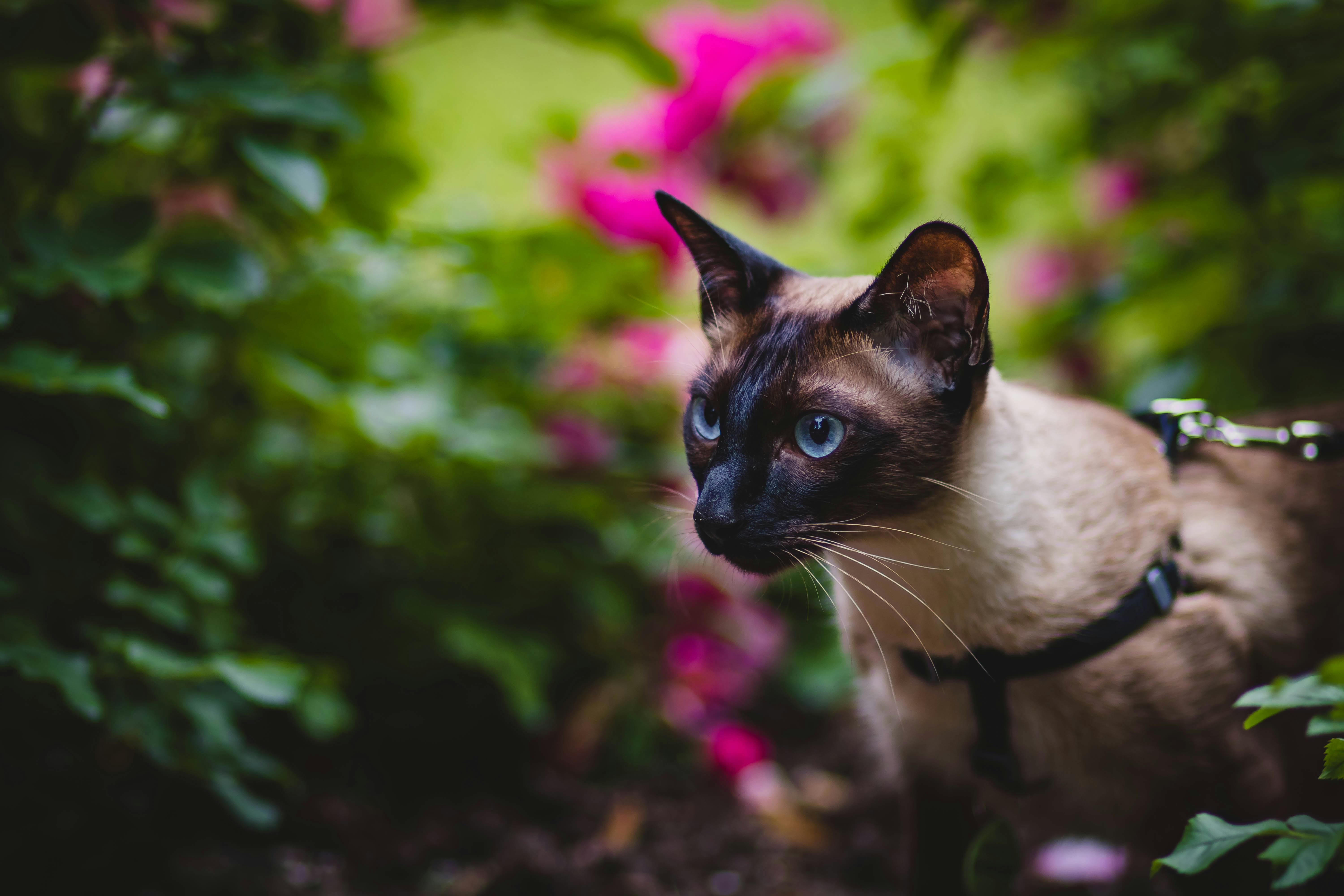 What Are The Long Haired Cat Breeds