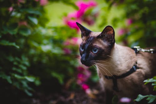 Gatto Nero E Grigio Nella Fotografia Di Messa A Fuoco Selettiva