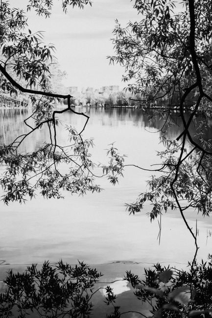 Serene lakeside view with overhanging branches captured in monochrome, showcasing nature's tranquility.
