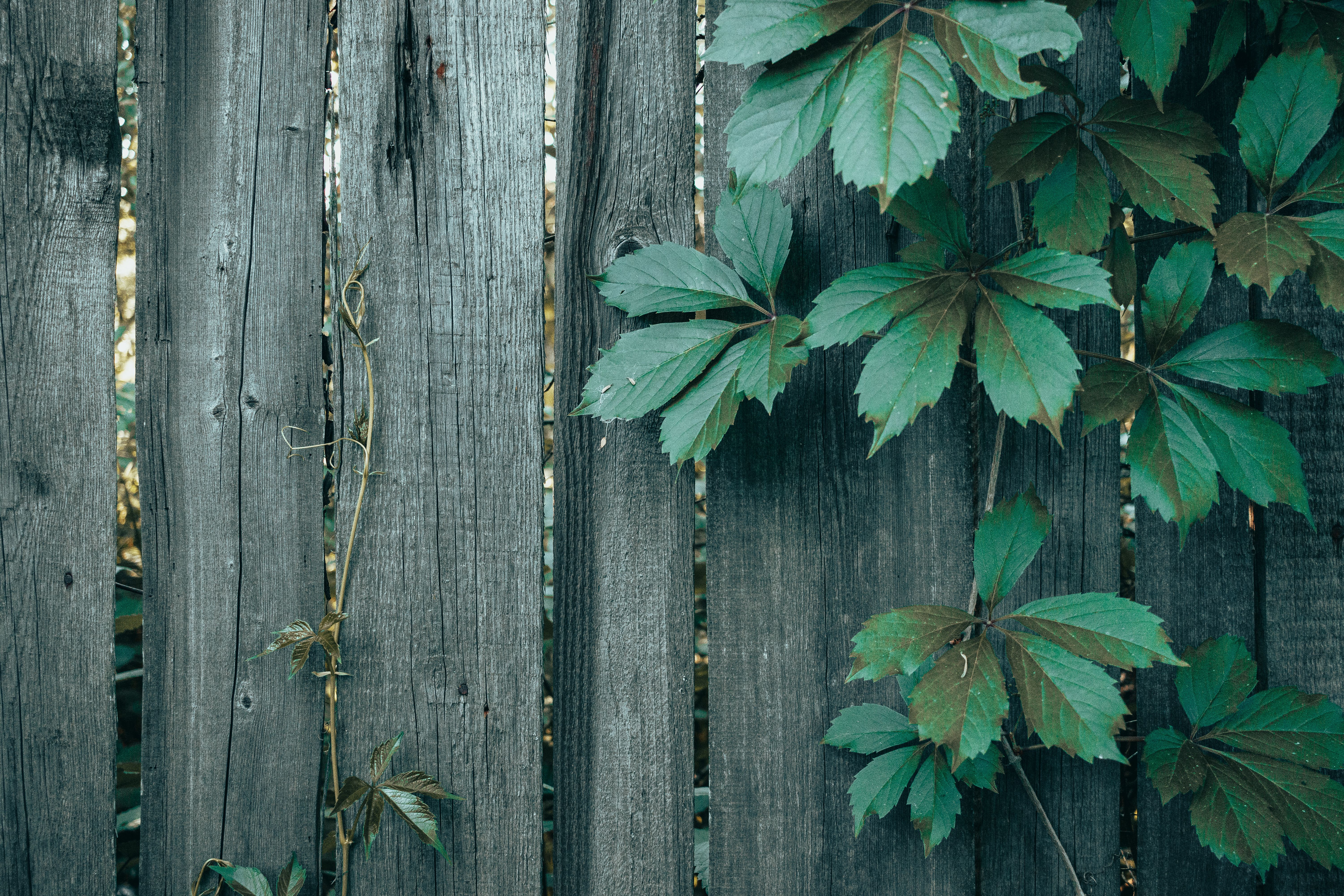 Detailed view of lush green leaves growing on an aged wooden fence.