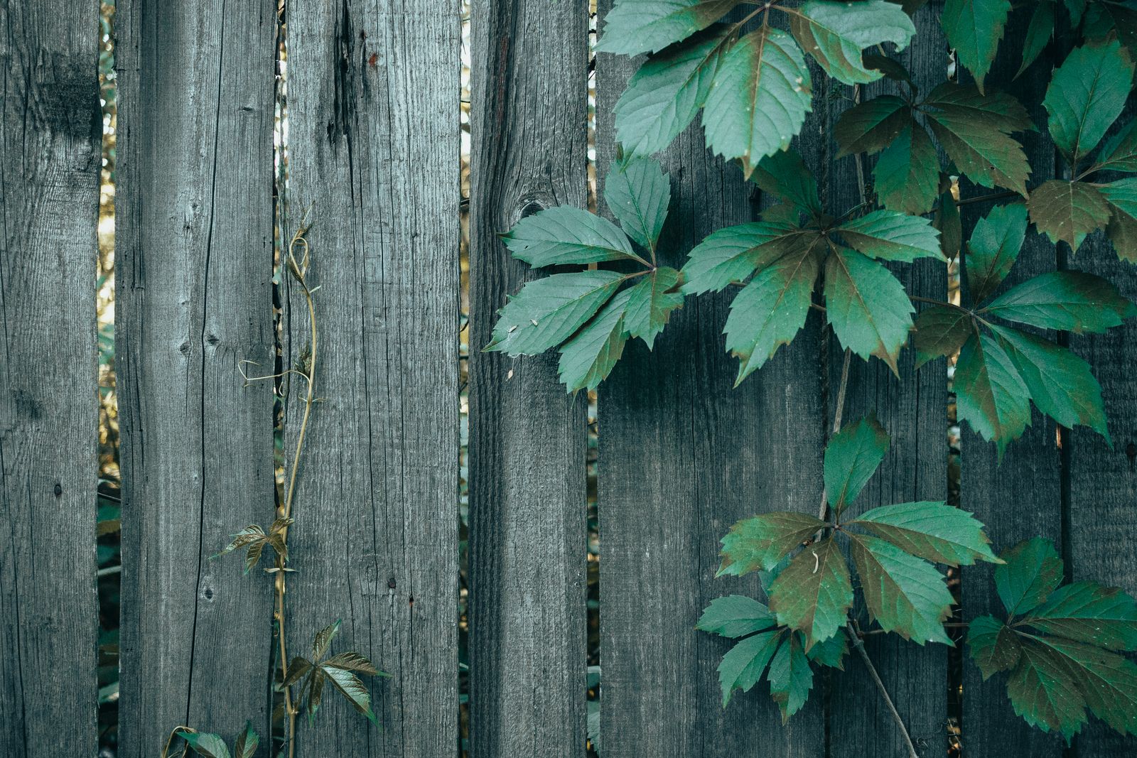 Weathered wooden fence with green vines growing on it — Google Business Profile Setup for Locksmith Miami Beach