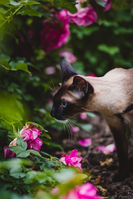 A Siamese cat curiously explores a lush garden filled with vibrant pink flowers.