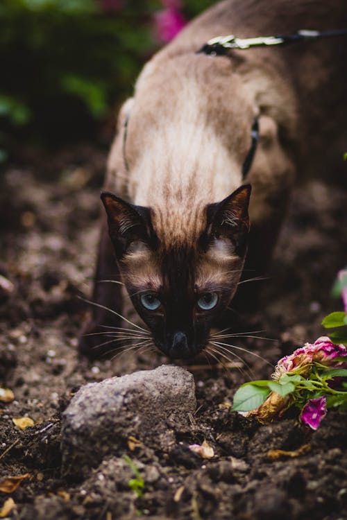 Shallow Focus Photography of Siamese Cat Smelling Gray Stone