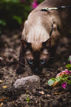 一只长着引人注目蓝眼睛的连体猫正在花园里调查，四周环绕着鲜花和土壤