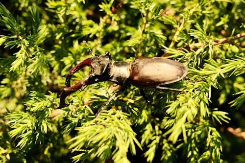 Gratis Fotos de stock gratuitas de Beetle, de cerca, escarabajo ciervo Foto de stock