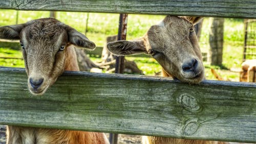 Darmowe zdjęcie z galerii z fotografia zwierzęcia, kozy, zbliżenie