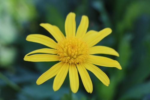 Free Bright yellow daisy flower in full bloom showcasing its delicate petals and vibrant color. Stock Photo