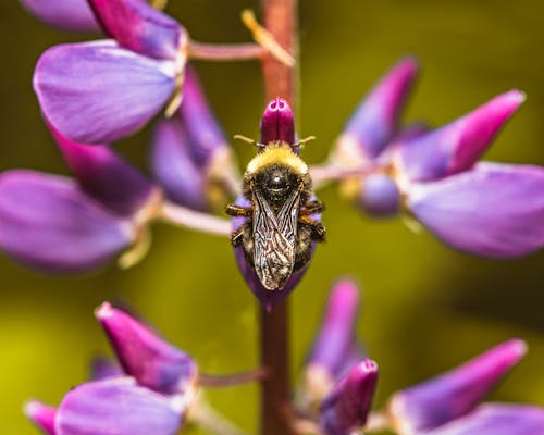 Fotos de stock gratuitas de abeja, abejorro, de cerca