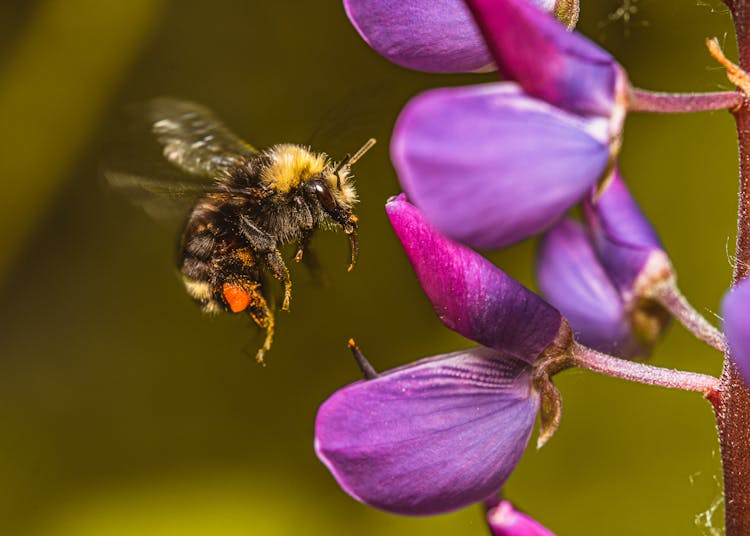 A Bumblebee Flying Near A Purple Flower