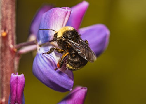 Fotos de stock gratuitas de abejorro, de cerca, fotografía macro