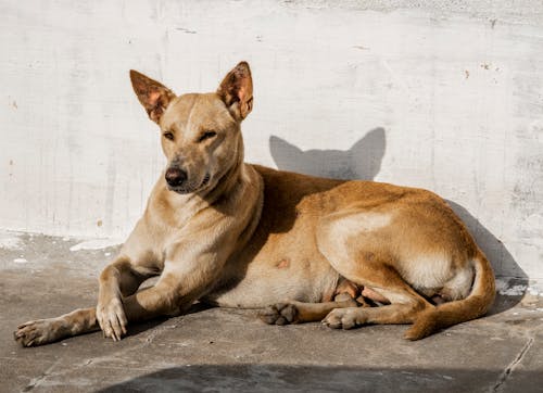 бесплатная Бесплатное стоковое фото с домашнее животное, коричневая собака, меховой Стоковое фото
