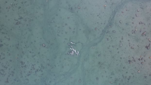 Beluga whale snorkel (July–Aug) — Churchill