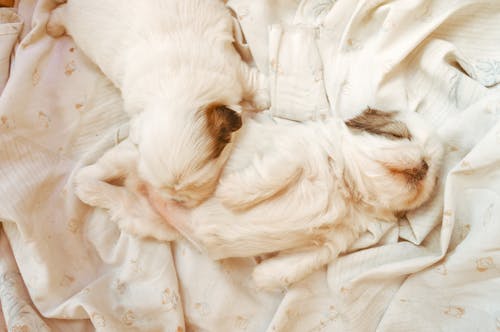 Free Beyaz arka plan, beyaz çarşaf, beyaz köpek içeren Ücretsiz stok fotoğraf Stock Photo
