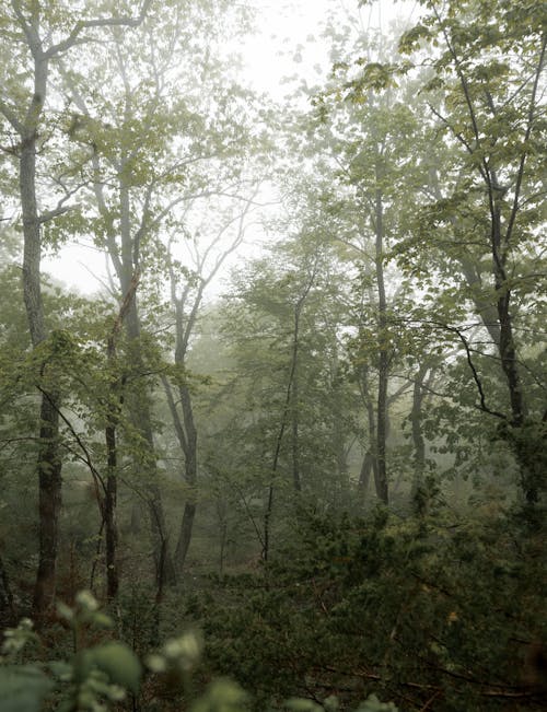 Green Trees in the Foggy Forest