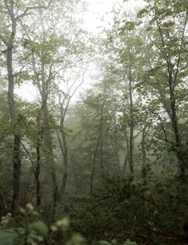 Serene misty forest with tall trees and sunlight filtering through, creating a tranquil atmosphere.