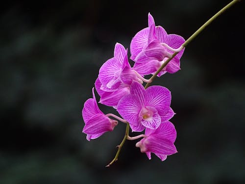 Gratis arkivbilde med blomster, blomsterfotografering, blomstre