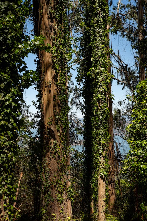 天性, 森林, 绿色植物 的 免费素材图片