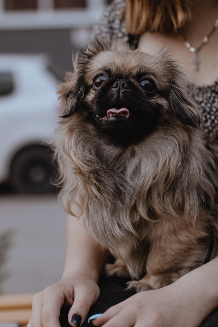 Pekingese Dog On Lap Of Woman