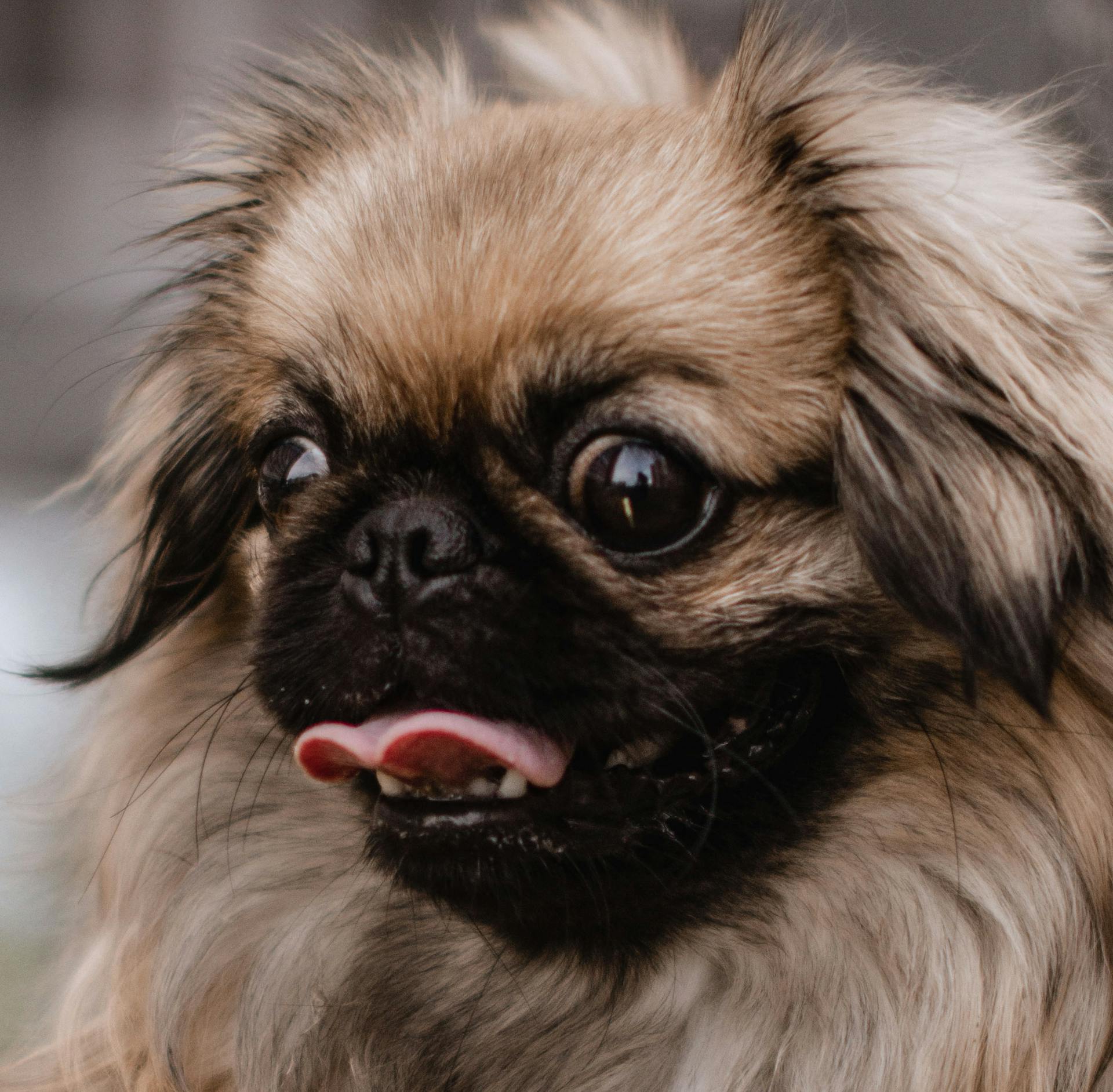 Brown and Black Long Coated Small Dog