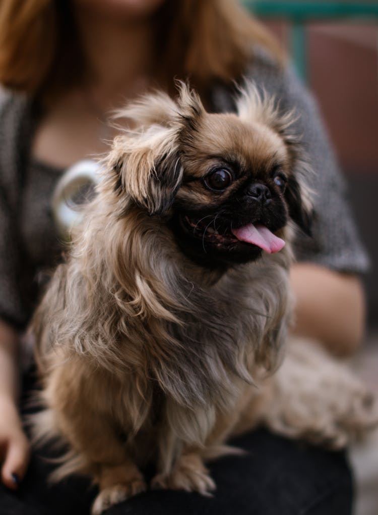 A Cute Little Pekingese Dog Sitting On Person's Lap