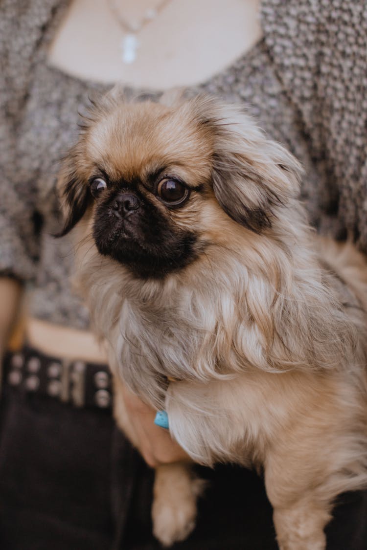 A Cute Little Dog Sitting On A Person's Lap