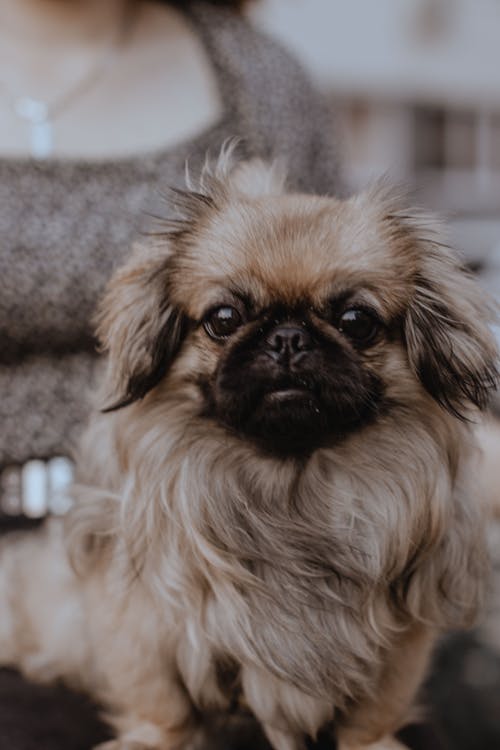 Brown and Black Long Coat Small Dog