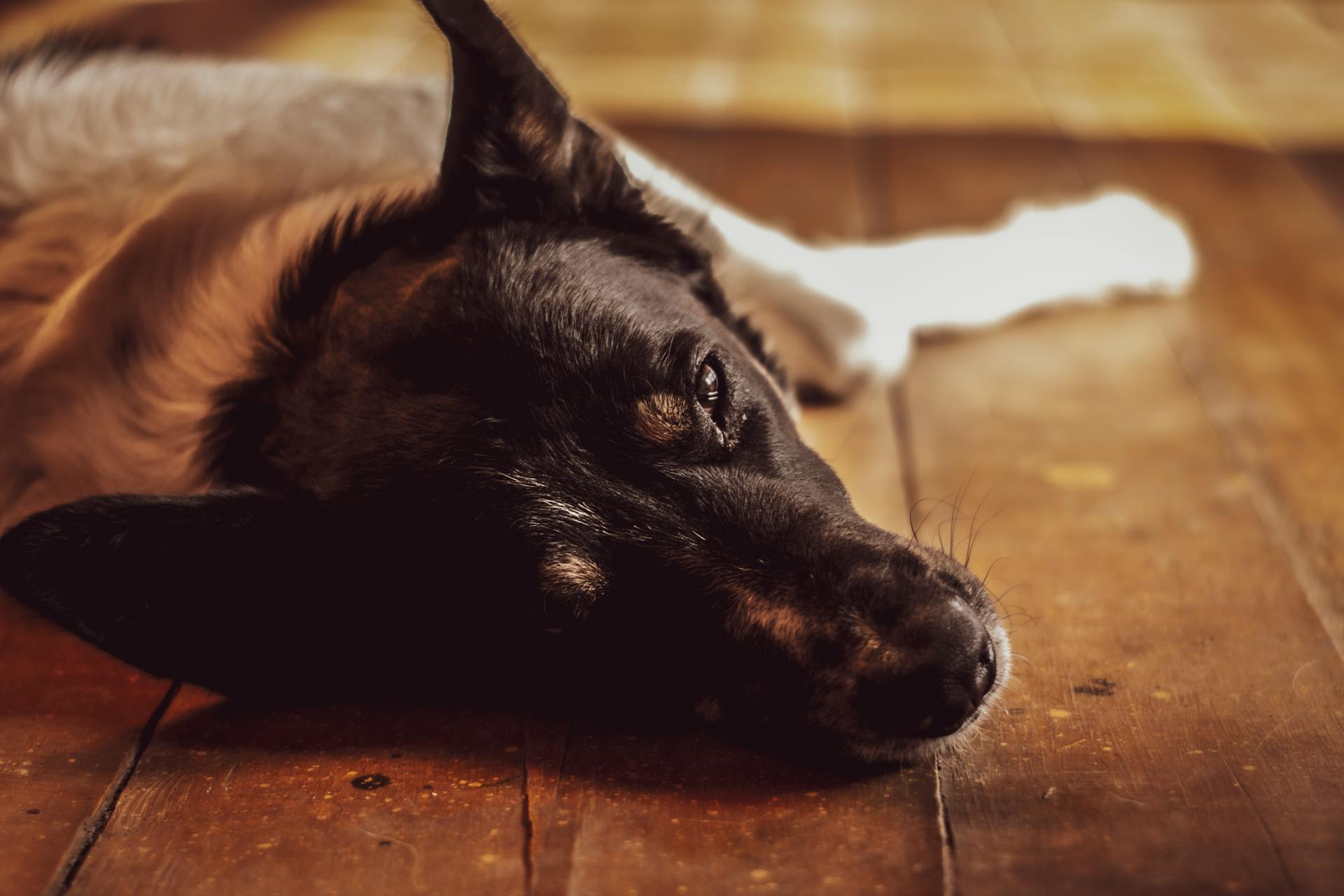 Close-Up Photo of a Sleepy Dog