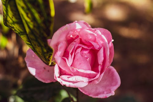 Základová fotografie zdarma na téma detail, kvést, květ