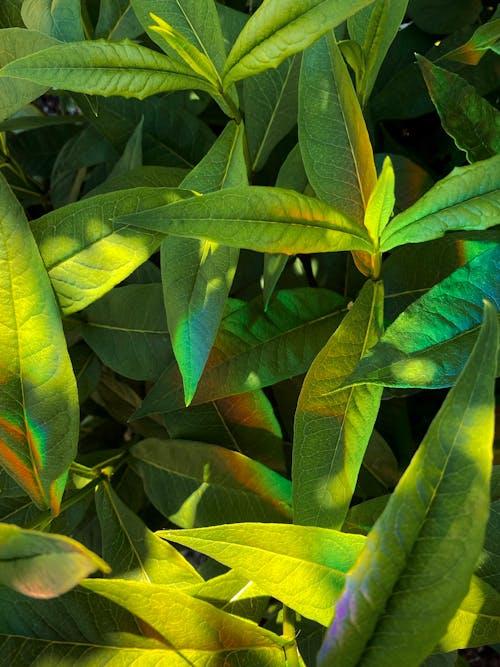 Green Leaves in Close Up Photography