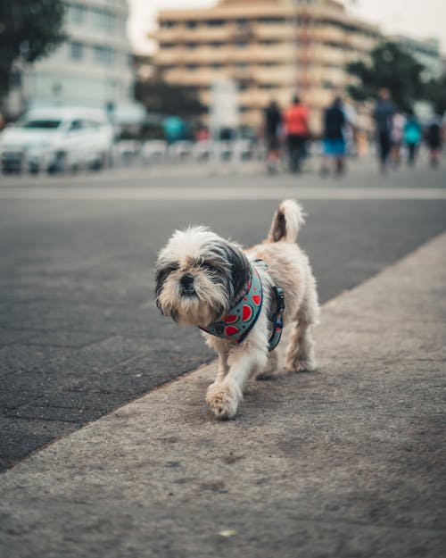 Základová fotografie zdarma na téma chůze, malý, pes