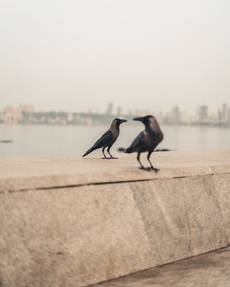 Black Crows Perched On A Concrete Bench Beside The Sea