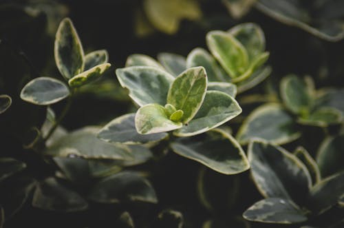 無料 緑の葉の植物のクローズアップ写真 写真素材