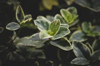 充满活力的绿叶特写生动展示了植物蓬勃的生长状态