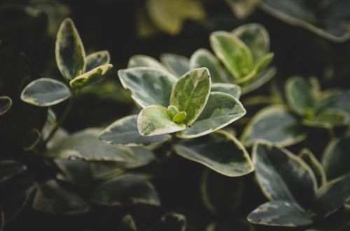 Free Detailed close-up of vibrant green leaves showcasing fresh botanical growth. Stock Photo