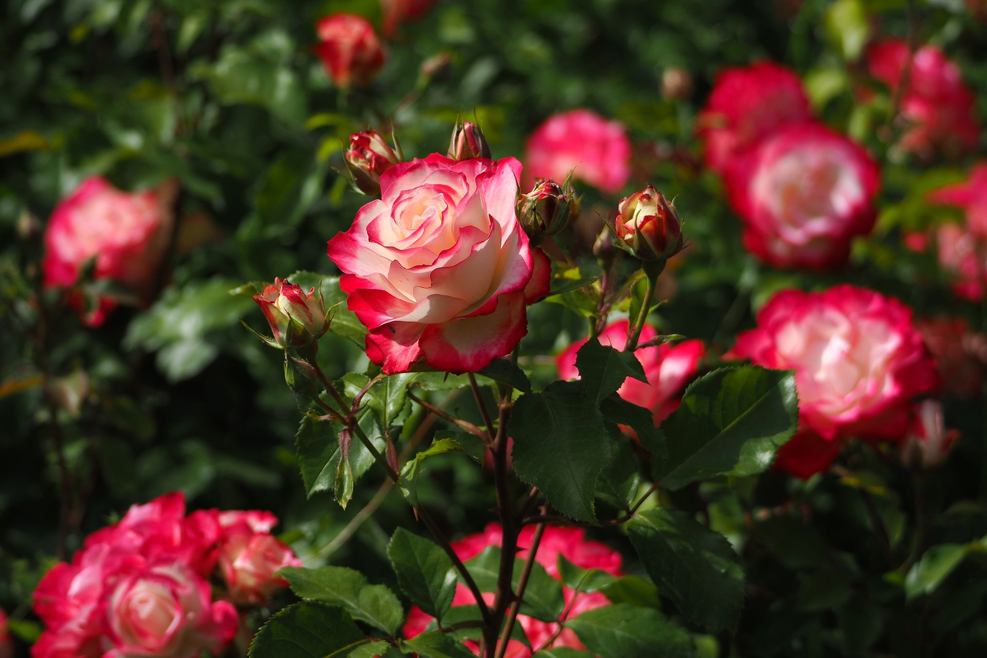 A stunning close-up of vibrant floribunda roses blooming in a lush garden setting.