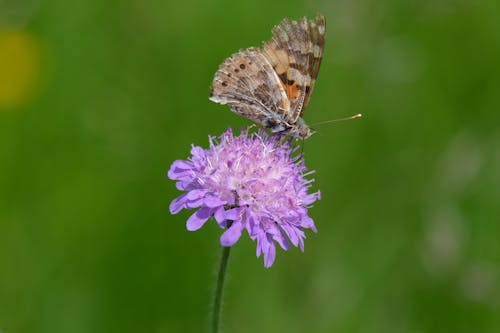 Painted Lady Butterfly Pollinating on Pincushions Flower