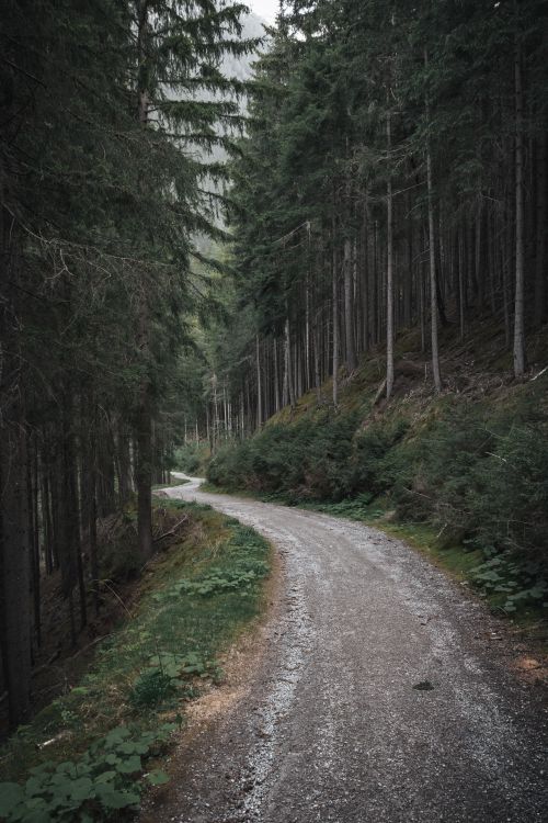 Free A winding dirt path through dense coniferous forest in Tirol, Austria during summer. Stock Photo