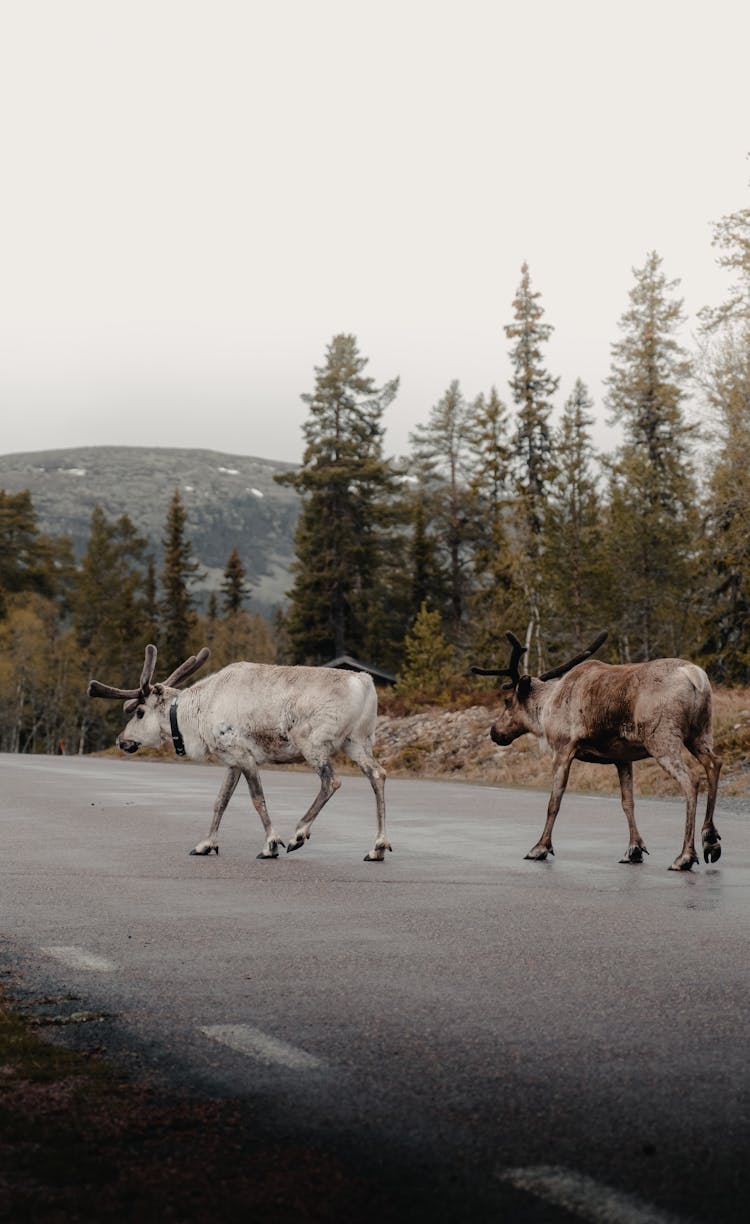 Photo Of Reindeers On A Road