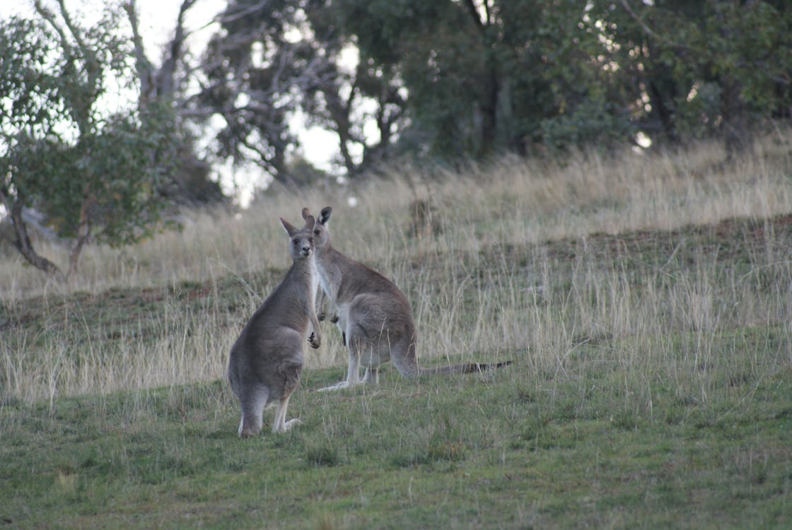 Gratis Fotos de stock gratuitas de animal, animales salvajes, Australia Foto de stock