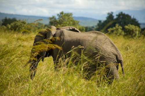 Gratuit Photos gratuites de animal, champ d'herbe, éléphant d'afrique Photos