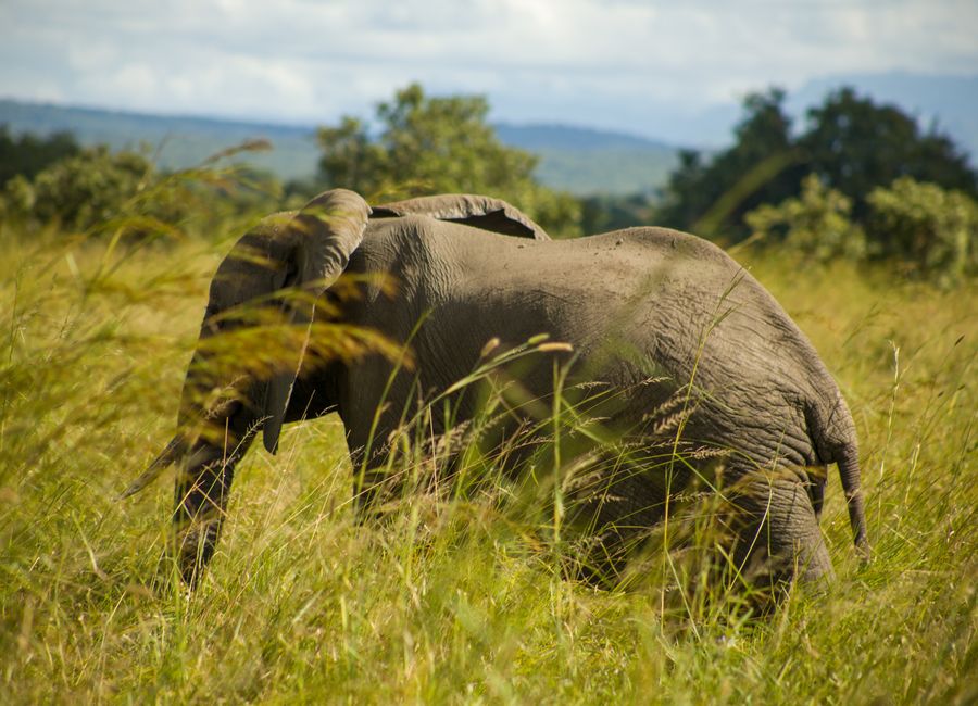 A lone African elephant grazing in the lush grasslands of Mikumi, Tanzania.