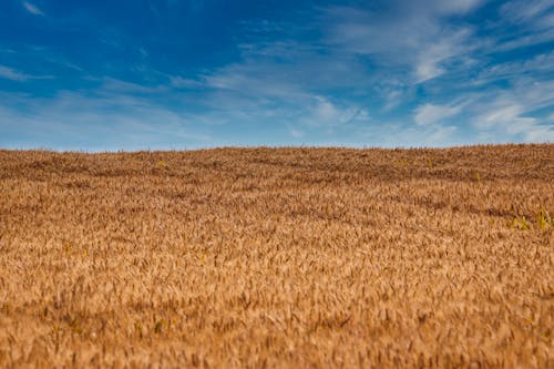 ブラウンフィールド, 小麦畑, 屋外の無料の写真素材