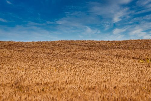 Free A serene wheat field in Croatia with rich golden hues under a vibrant blue sky. Stock Photo