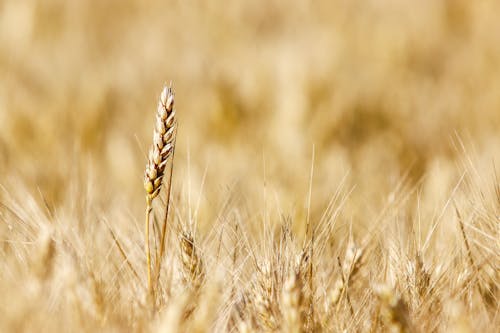 Wheat Grass in Close-up Photography