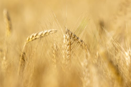 Free Close-Up Photograph of Brown Wheat Stock Photo
