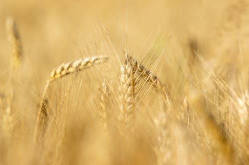 Foto d'estoc gratuïta de agricultura, blat, herba