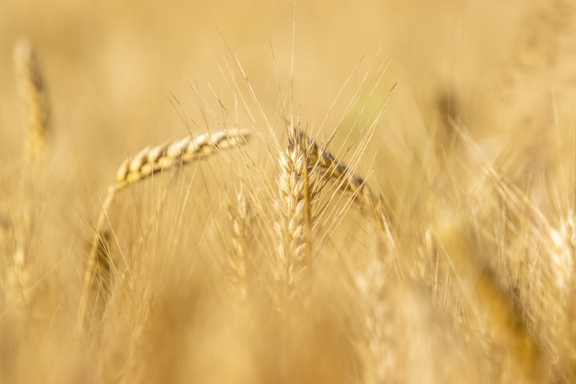 Close-Up Photograph of Brown Wheat