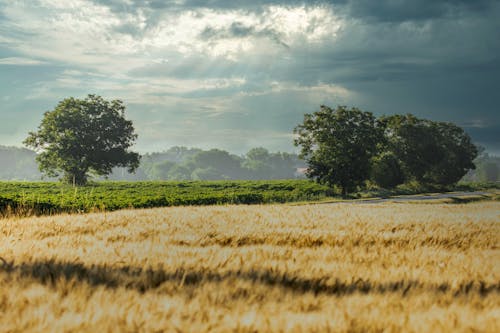 A Wheat Field near Trees