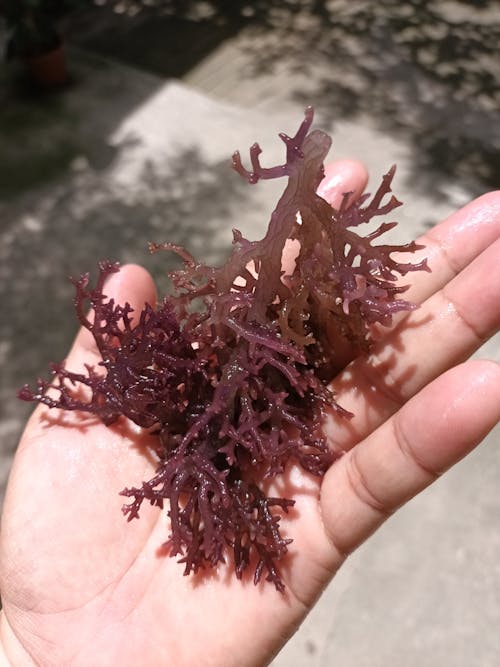 Free Fresh Seaweeds Stock Photo